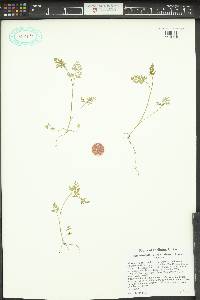 Chaerophyllum procumbens image