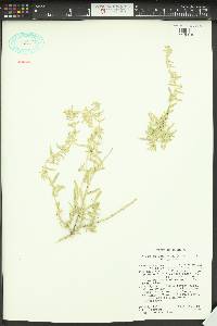 Atriplex canescens var. canescens image