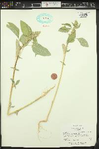 Amaranthus retroflexus image