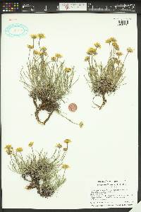 Erigeron linearis image