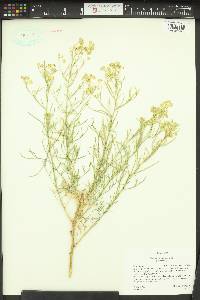 Lepidium fremontii image