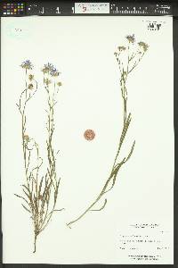 Erigeron corymbosus image