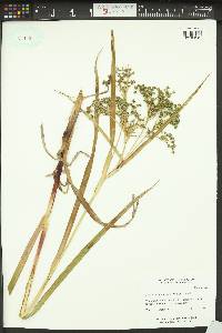 Scirpus microcarpus image