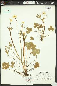 Ranunculus occidentalis image