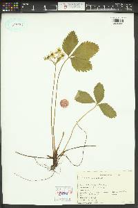 Fragaria vesca image