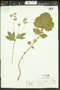 Geum macrophyllum image