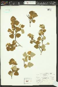 Physocarpus malvaceus image