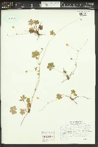 Potentilla canadensis image