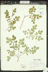 Rosa gymnocarpa image