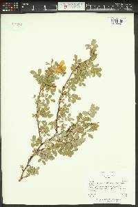 Rosa woodsii image