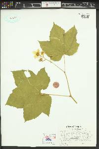 Rubus parviflorus image