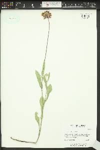 Gaillardia aristata image