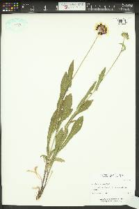 Gaillardia aristata image