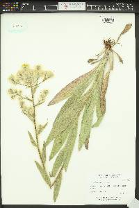 Hieracium scouleri image