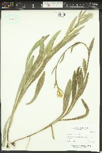 Hieracium scouleri image