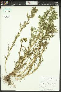 Matricaria discoidea image