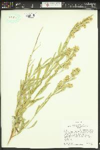 Baccharis salicina image