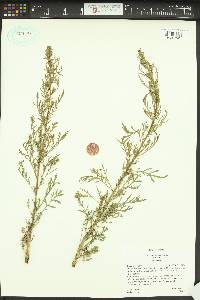 Artemisia biennis var. biennis image