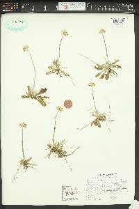 Antennaria neglecta image