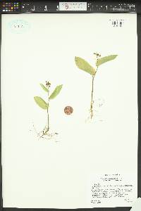 Maianthemum canadense image