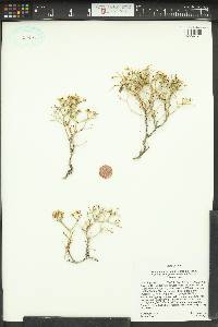 Eriogonum heermannii image