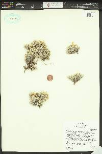 Phlox muscoides image