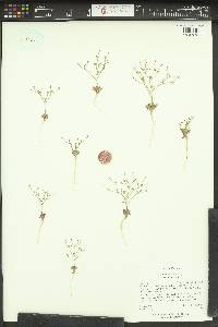 Aliciella leptomeria image