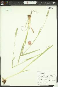 Phleum pratense var. pratense image