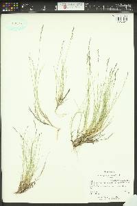 Muhlenbergia richardsonis image