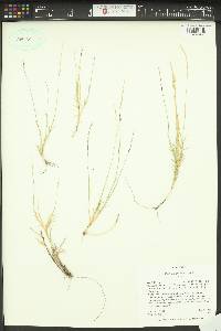 Muhlenbergia thurberi image