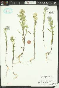 Phacelia linearis image