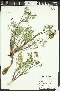 Lomatium macrocarpum image