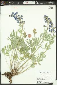 Lupinus argenteus var. argenteus image