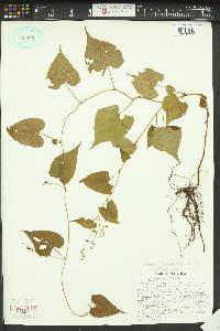 Fallopia cilinodis image