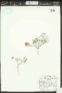 Lomatium farinosum var. hambleniae image