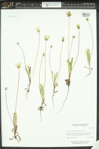 Agoseris heterophylla image