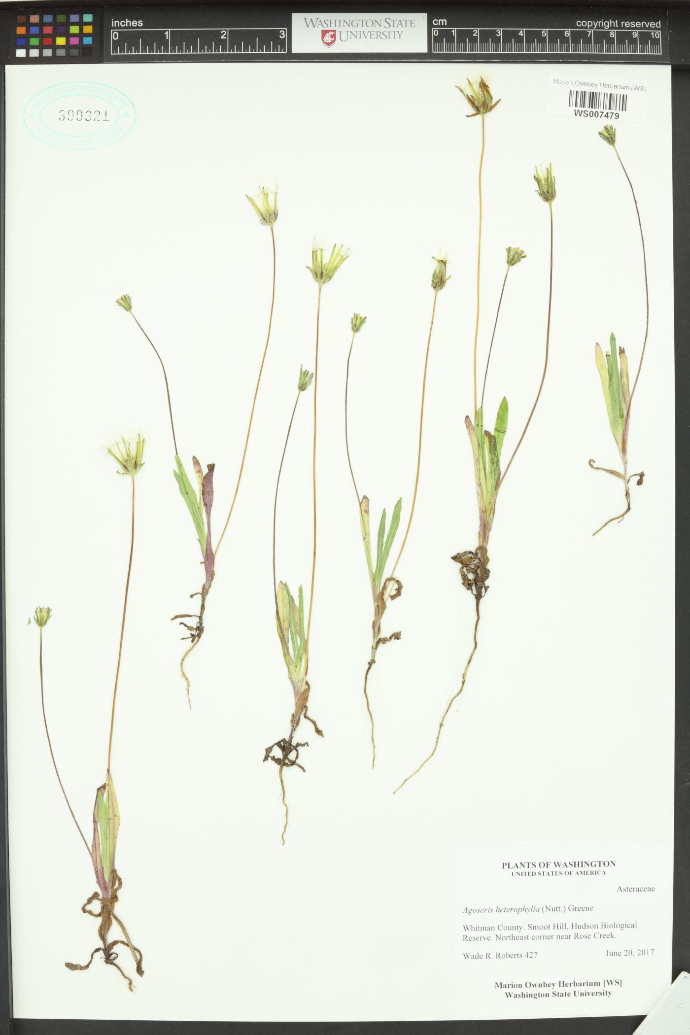 Agoseris heterophylla image