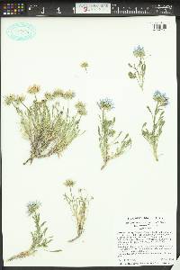 Erigeron poliospermus var. cereus image