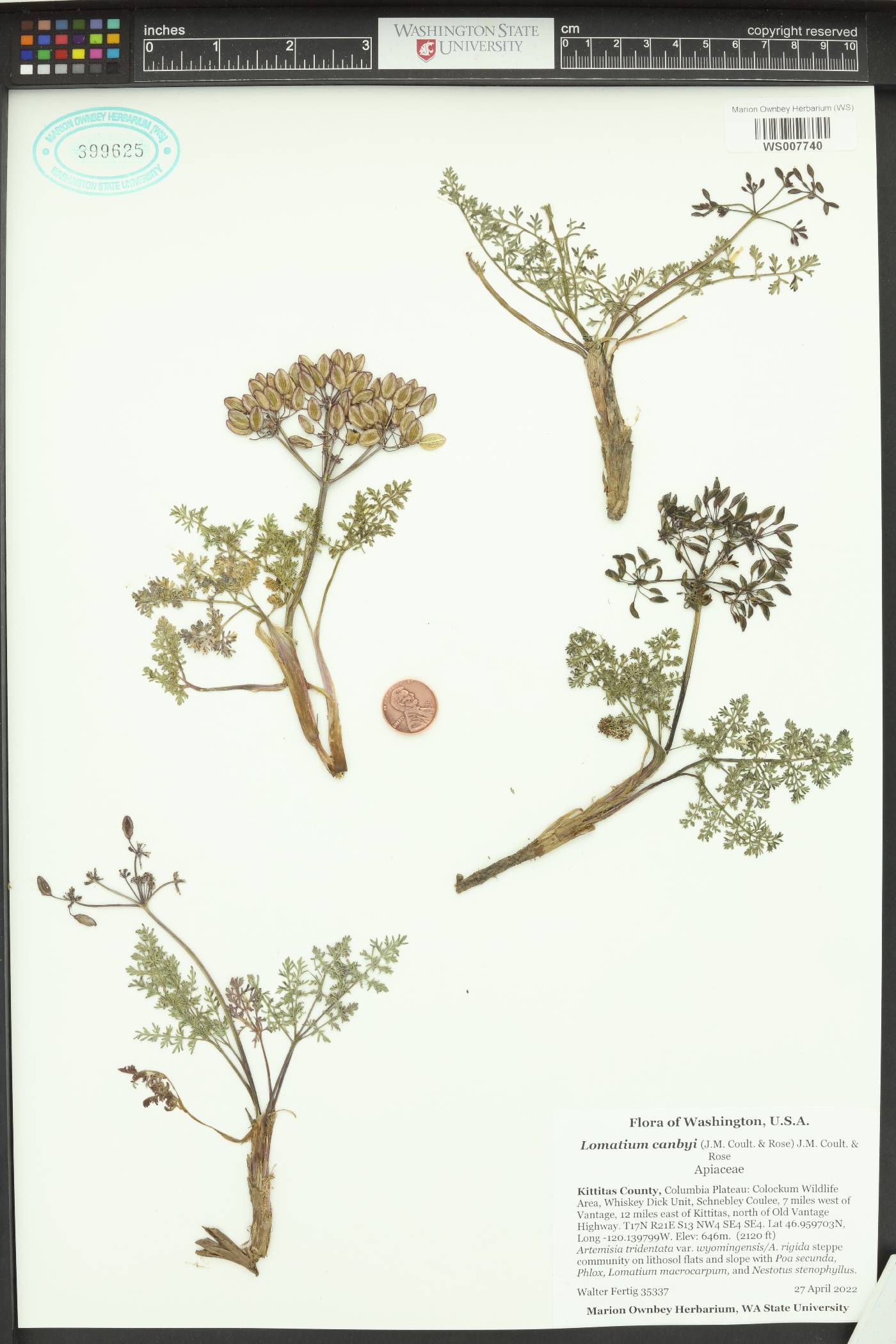 Lomatium canbyi image