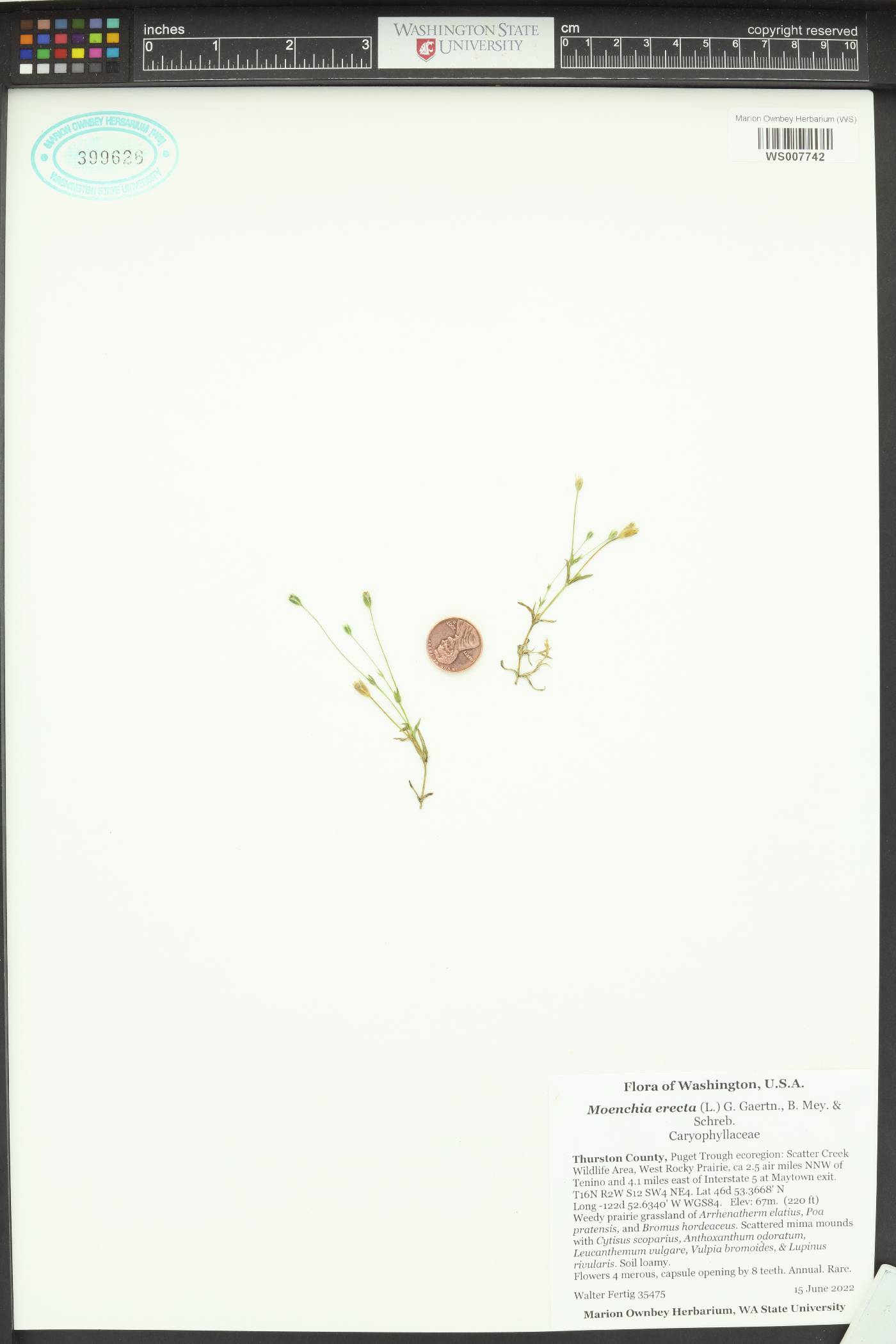 Moenchia erecta image