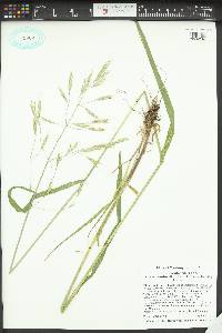 Bromus carinatus image