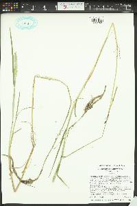 Alopecurus aequalis image