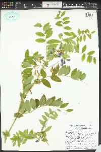 Lathyrus polyphyllus image