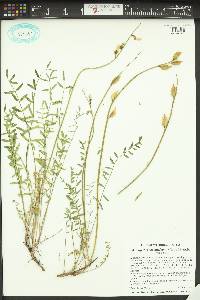 Astragalus reventiformis image