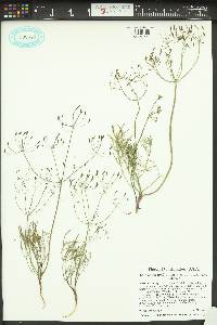 Lomatium ambiguum image