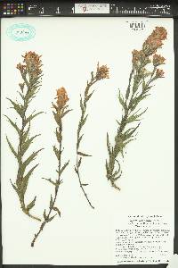 Castilleja hispida var. acuta image