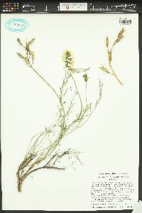 Astragalus leibergii image