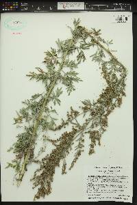 Artemisia absinthium image