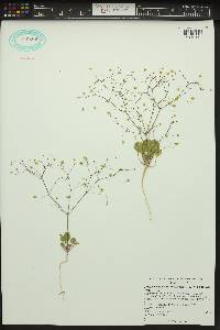 Stenogonum flexum image