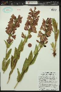 Penstemon pennellianus image